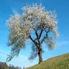 Webp format for testing1